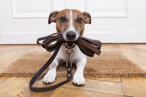 Stop Your Dog Scratching Hardwood Floors