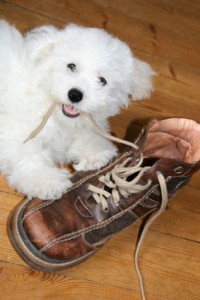 Pet friendly hardwood floors