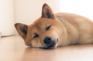 Hardwood floors and dogs