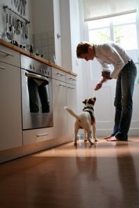 How to Find Hardwood Flooring That’s Pet Friendly 