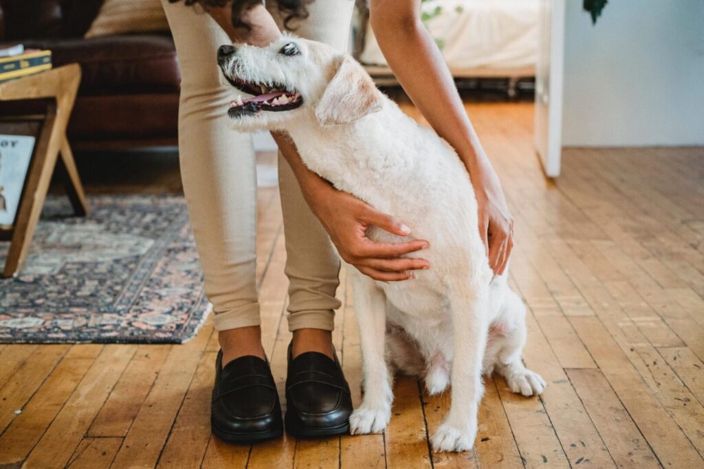 jke hardwood flooring pet proof hardwoods